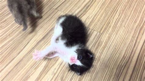 起き上がれない子猫。生後2週間の子猫 真横から見ると模様がハート猫♡ Youtube