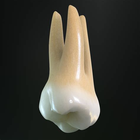 Tooth Upper Molar 3d Model