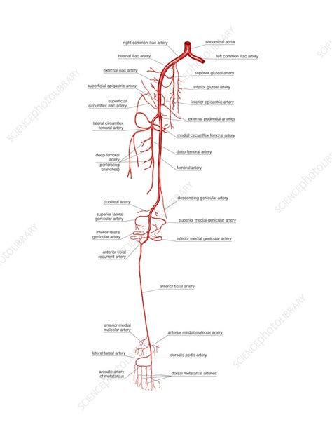 Vascular System Legs