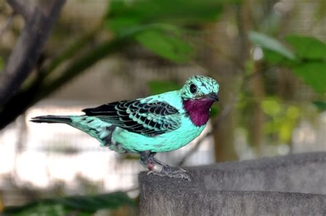 Filecotinga Cayana Jurong Bird Park 8a Wikimedia Commons