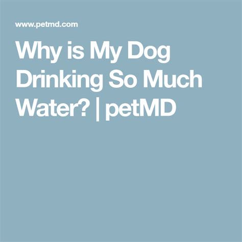 There are many reasons why a cat may start drinking more water, from being unwell to simply feeling the heat. Why is My Dog Drinking So Much Water? | petMD | Dogs ...
