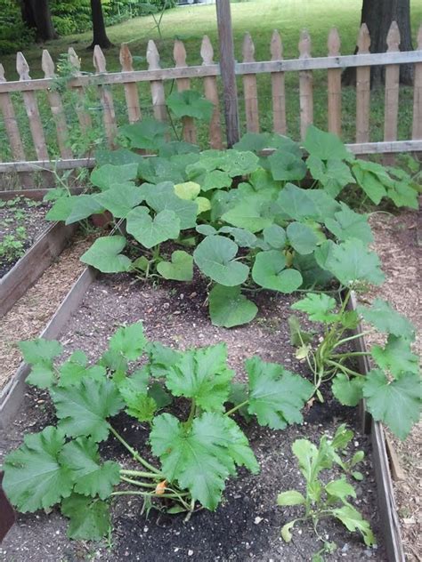 Thin to one plant per cell or pot. gardening in the boroughs of nyc: Pumpkins and Zucchini Plants