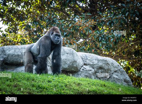 Large Silverback Western Lowland Gorilla At Zoo Atlanta In Atlanta