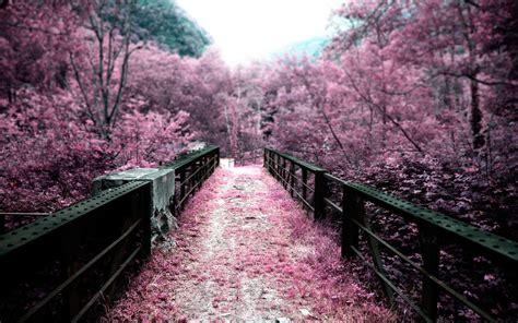 Nature Trees Path Pink Blurred Wallpapers Hd Desktop And Mobile