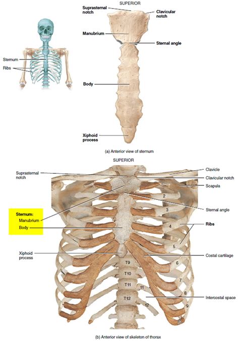 Its upper end supports the clavicles, and its margins articulate with the cartilages of the first seven pairs of ribs. Costochondritis - Causes, Symptoms, Locations, Duration ...