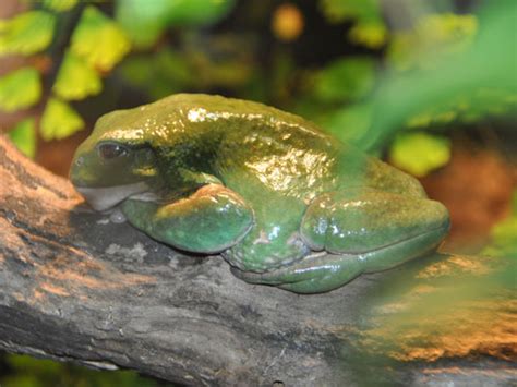 Pachymedusa Dacnicolor Mexican Giant Tree Frog In San Diego Zoo