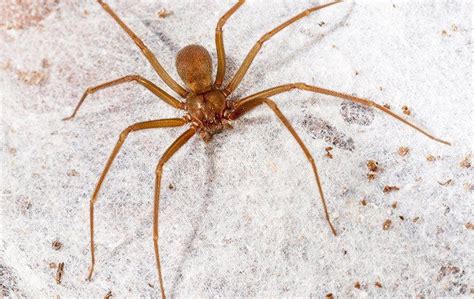 Blog Virginias Brown Recluse Spider Are They Dangerous
