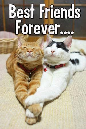 They will be your friend if you feel that you are worthy of their friendship, but not your slave. Best friends forever | Cute cats | Pinterest