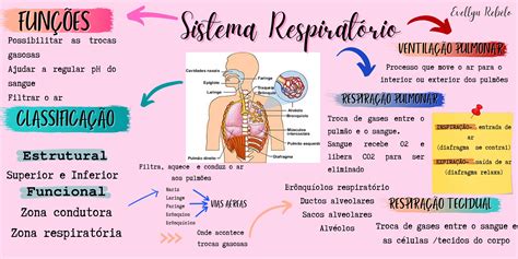 Sistema RESPIRATÓRIO MAPA MENTAL Anatomia Humana I