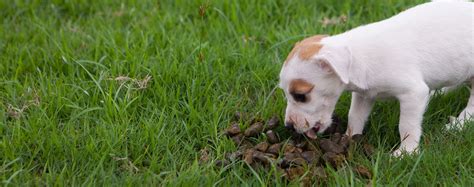 Why Your Dog Eats Poop — And How To Stop It Ask Pet Guru