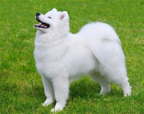 20 Most Beautiful Dog Breeds Our List Of The Prettitest Pups Around
