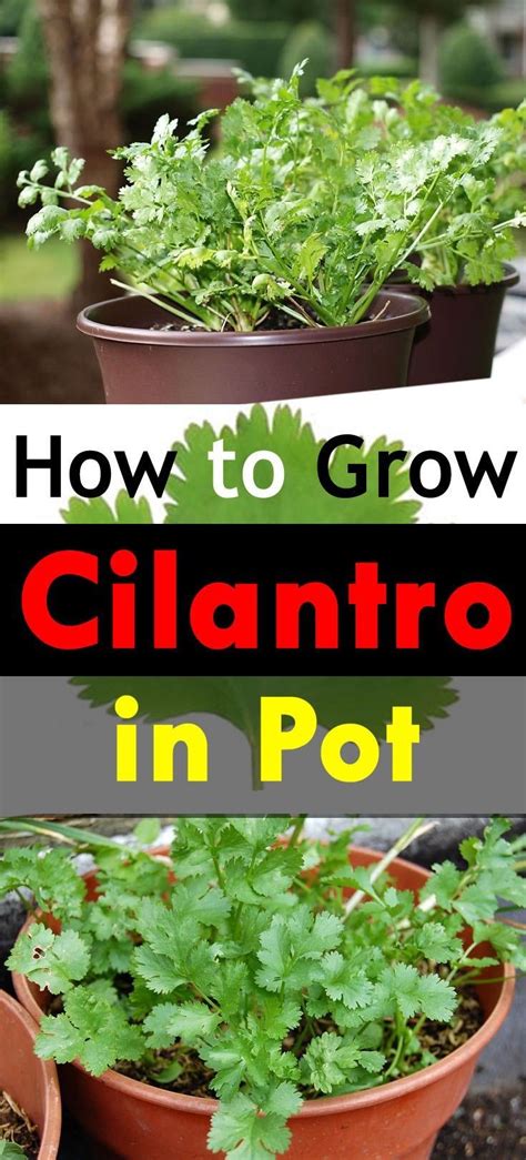 How To Grow Cilantro In A Pot Growing Coriander In Containers