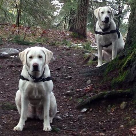 Browse thru labrador retriever puppies for sale near white lake, michigan, usa area listings on puppyfinder.com to find your perfect puppy. White Lab Puppies AKA Polar Bear Labs Outside Victoria ...