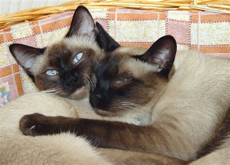 Is Burmese Vs Siamese Cats The Most Trending Thing Now