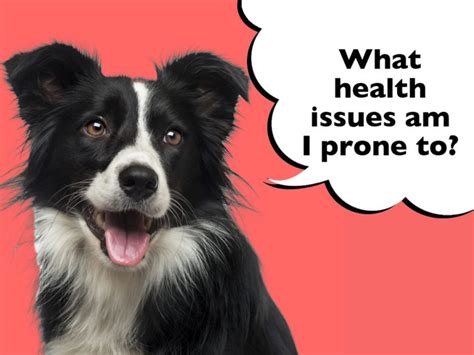 What Health Problems Are Border Collies Prone To Dogs Club