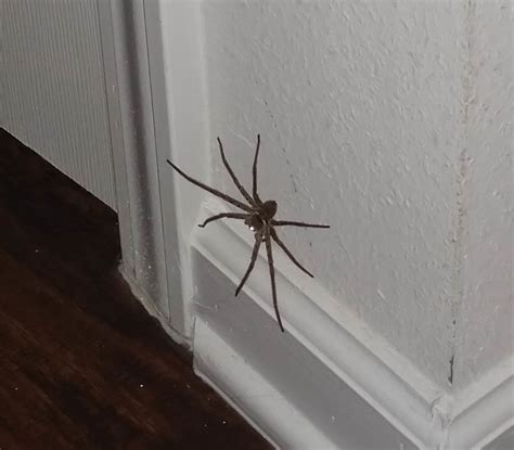 Maybe you would like to learn more about one of these? Heteropoda venatoria (Huntsman Spider) in Jacksonville ...