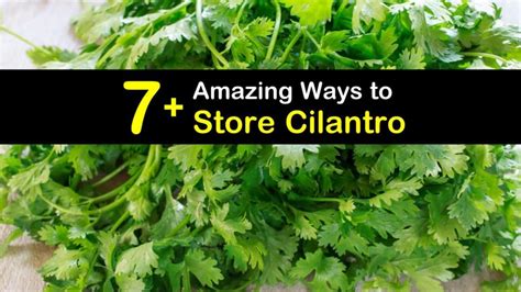 4.2 freezing chopped cilantro in ice cube trays. 7+ Amazing Ways to Store Cilantro