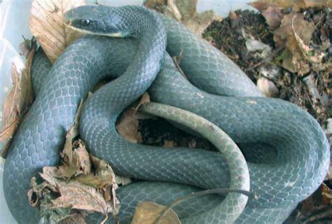 Blue Racer Snake