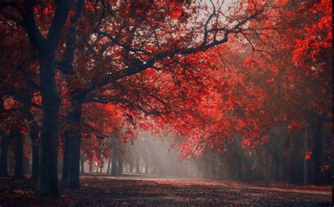 Landscape Nature Red Park Sun Rays Trees Fall Leaves Seasons