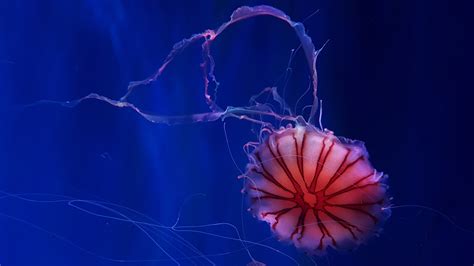 Wallpapers Hd Deep Ocean Jellyfish