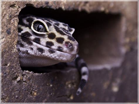 Download high definition quality wallpapers of leopard gecko hd wallpaper for desktop, pc, laptop, iphone and other resolutions devices. Leopard Gecko Wallpapers - Wallpaper Cave