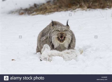 44+ Are Canadian Lynx Aggressive | Hutomo