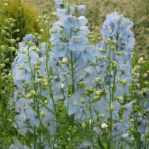 Magic Fountains Blue Sky Delphinium Plants For Sale