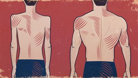 The latissimus dorsi muscles (also known as the lats) are the largest muscles of the back. What's the BEST exercise for the chest, shoulders, biceps, triceps, lats, etc. — Bony to Beastly