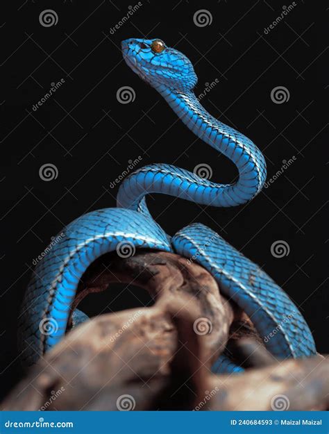 Blue Poisonous Viper Snake From Indonesia Stock Image Image Of Blue