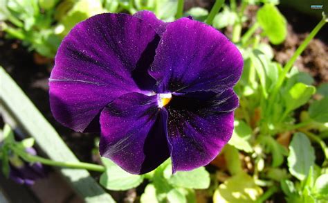 ~violet Pansy~ Pretty Purple Flower Nature Spring Petals Violet