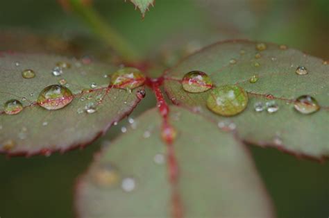 Free Images Tree Water Nature Branch Blossom Drop Dew Rain