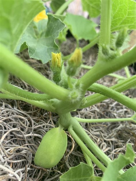 Cantaloupe Already Has Some Female Flowers Forming I Cant Wait And