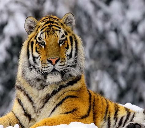 Siberian Tiger Animals Big Cats Siberian Tigers Hd Wallpaper Peakpx