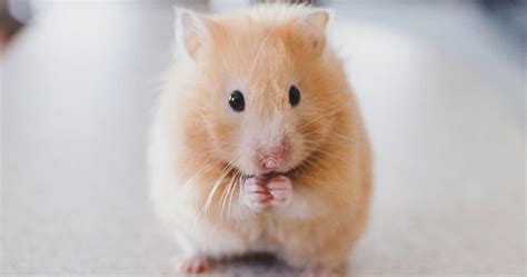 Your Hamsters Health What To Look Out For Wood Green The Animals