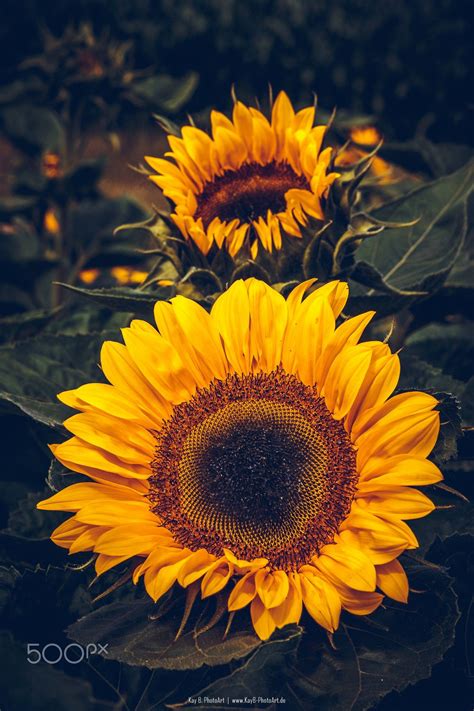 Sunflower ©2016 Kaybphotoart Please Follow My Photos And Me At