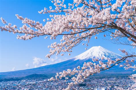 Tổng Hợp Những Hình ảnh Hoa Anh Đào Nhật Bản đẹp Nhất
