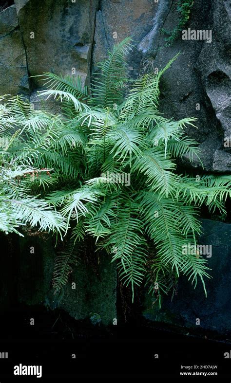 Chinese Brake Fern In Europe Hi Res Stock Photography And Images Alamy