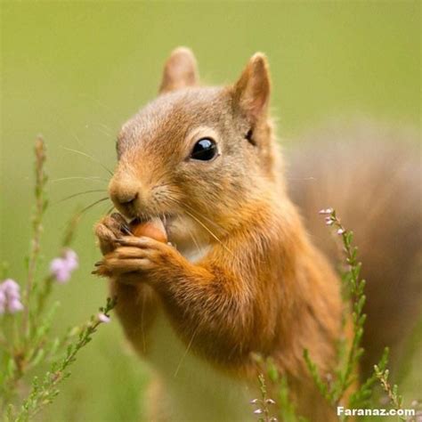 عکس سنجاب عکس های ناب شکار شده از سنجاب های زیبا