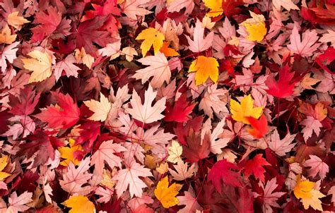 Wallpaper Autumn Leaves Macro Background Widescreen Wallpaper