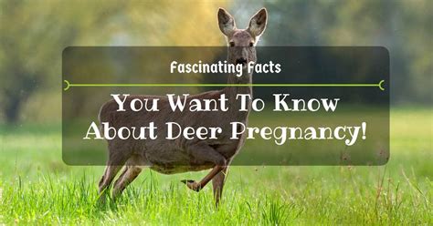 How Long Is A Deer Pregnant Fascinating Facts You Want To Know
