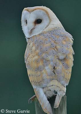 Barn Owl