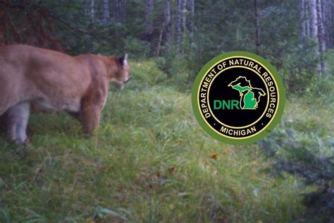 Michigan Dnr Confirms Cougar Sighting On Trail Cam