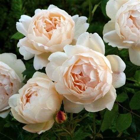 Named after wollerton old hall in shropshire which has one of the most beautiful private gardens in the country, not far from the david austin nursery. wollerton old hall rose - pnoucí | Beautiful roses, David ...
