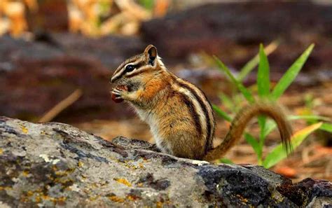 20 Cheeky Chipmunk Facts To Impress Your Friends With