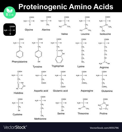 Main Proteinogenic Amino Acids Royalty Free Vector Image