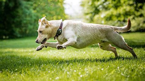 Dog Zoomies Why Do Dogs Run Around Like Crazy