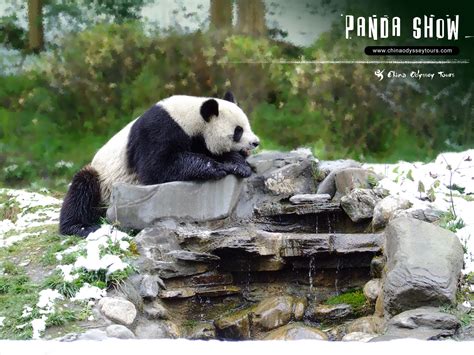 Free Download Beautiful Wallpapers Panda Bear Wallpaper 1600x1200 For