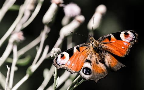 Narancssárga Fekete Fehér Pillangó Kép Letöltése Háttérképként