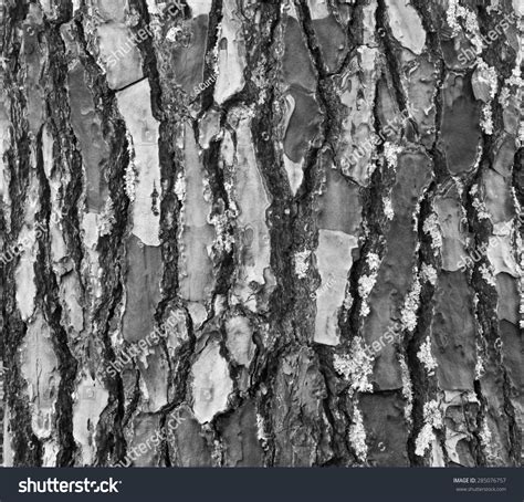 Black And White Close Up Image Of The Rough Surface And Texture Of