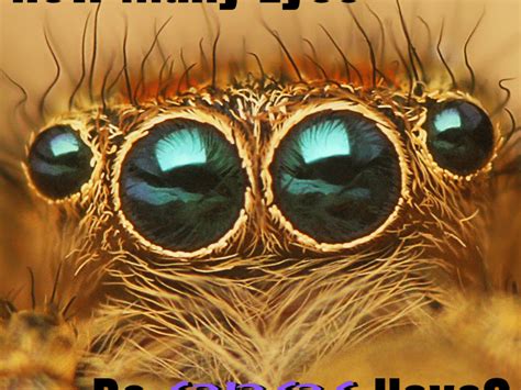 Tarantula Spider Eyes